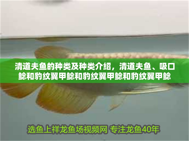 清道夫魚的種類及種類介紹，清道夫魚、吸口鯰和豹紋翼甲鯰和豹紋翼甲鯰和豹紋翼甲鯰