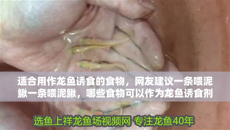 適合用作龍魚誘食的食物，網友建議一條喂泥鰍一條喂泥鰍，哪些食物可以作為龍魚誘食劑？