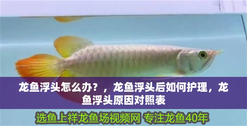龍魚浮頭怎么辦？，龍魚浮頭后如何護理，龍魚浮頭原因對照表