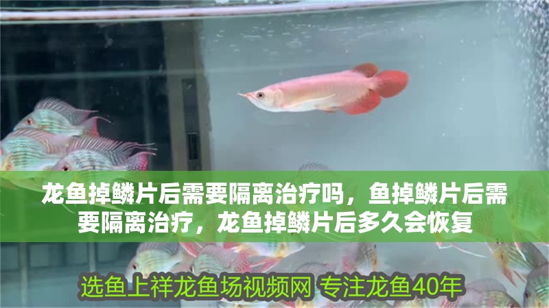 龍魚掉鱗片后需要隔離治療嗎，魚掉鱗片后需要隔離治療，龍魚掉鱗片后多久會恢復(fù)