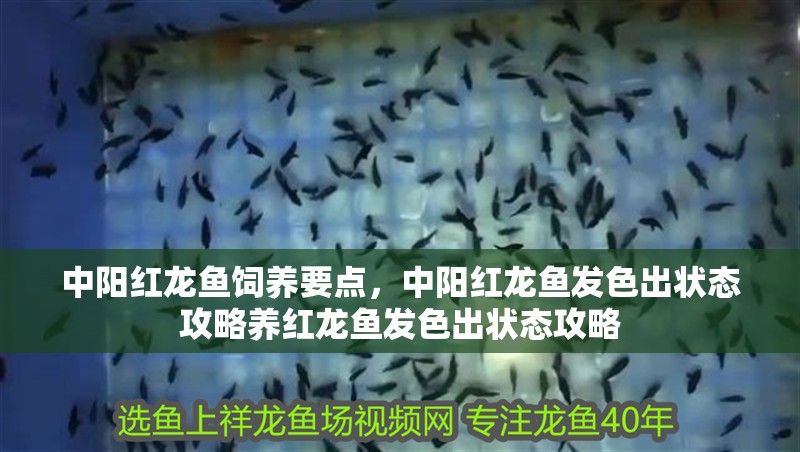 中陽紅龍魚飼養(yǎng)要點(diǎn)，中陽紅龍魚發(fā)色出狀態(tài)攻略養(yǎng)紅龍魚發(fā)色出狀態(tài)攻略
