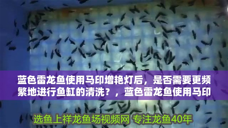 藍色雷龍魚使用馬印增艷燈后，是否需要更頻繁地進行魚缸的清洗？，藍色雷龍魚使用馬印增艷燈會對魚的行動能力產生影響 藍色雷龍魚使用馬印增艷燈后，是否需要更頻繁地進行魚缸的清洗？，藍色雷龍魚使用馬印增艷燈會對魚的行動能力產生影響 觀賞魚百科 第2張
