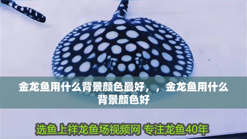 金龍魚用什么背景顏色最好，，金龍魚用什么背景顏色好