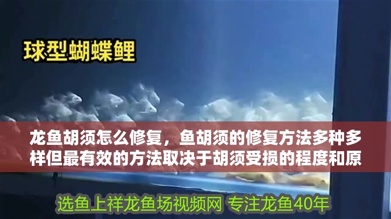 龍魚胡須怎么修復(fù)，魚胡須的修復(fù)方法多種多樣但最有效的方法取決于胡須受損的程度和原因