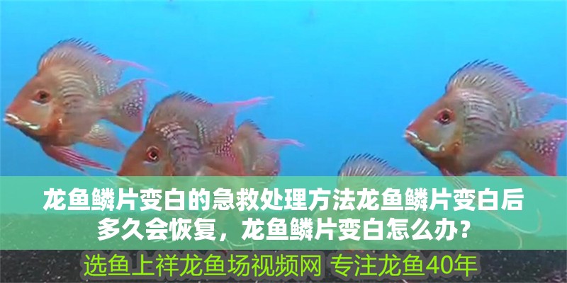 龍魚鱗片變白的急救處理方法龍魚鱗片變白后多久會恢復，龍魚鱗片變白怎么辦？