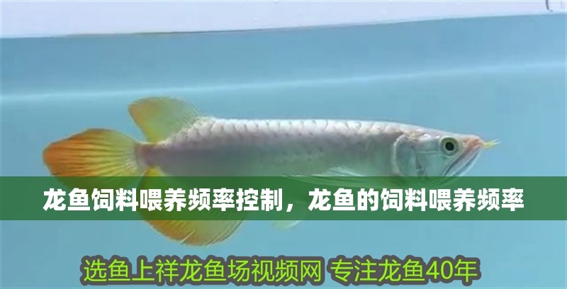龍魚飼料喂養頻率控制，龍魚的飼料喂養頻率 龍魚飼料喂養頻率控制，龍魚的飼料喂養頻率 龍魚百科 第2張