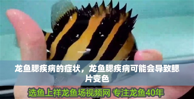 龍魚腮疾病的癥狀，龍魚腮疾病可能會導致鰓片變色