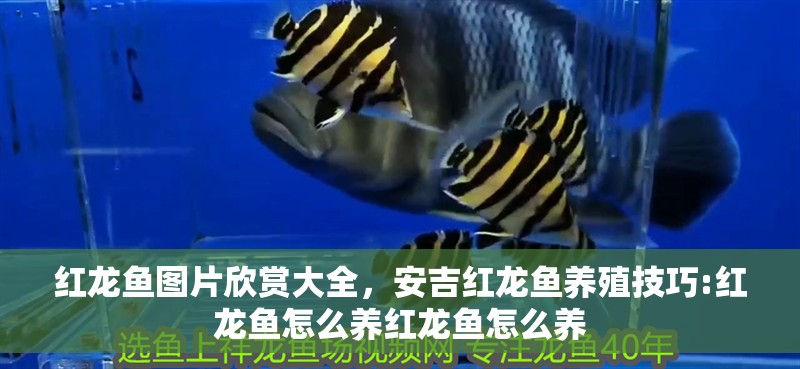 紅龍魚圖片欣賞大全，安吉紅龍魚養殖技巧:紅龍魚怎么養紅龍魚怎么養