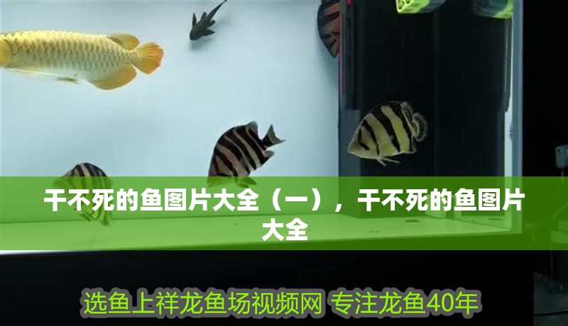 干不死的魚圖片大全（一），干不死的魚圖片大全