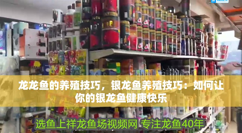龍龍魚的養殖技巧，銀龍魚養殖技巧：如何讓你的銀龍魚健康快樂