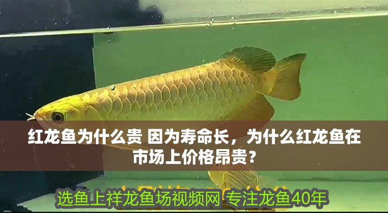 紅龍魚為什么貴 因為壽命長，為什么紅龍魚在市場上價格昂貴？