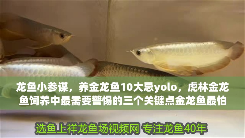 龍魚(yú)小參謀，養(yǎng)金龍魚(yú)10大忌yolo，虎林金龍魚(yú)飼養(yǎng)中最需要警惕的三個(gè)關(guān)鍵點(diǎn)金龍魚(yú)最怕三個(gè)東西