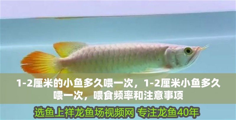 1-2厘米的小魚多久喂一次，1-2厘米小魚多久喂一次，喂食頻率和注意事項 1-2厘米的小魚多久喂一次，1-2厘米小魚多久喂一次，喂食頻率和注意事項 龍魚百科 第3張