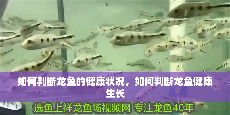 如何判斷龍魚的健康狀況，如何判斷龍魚健康生長