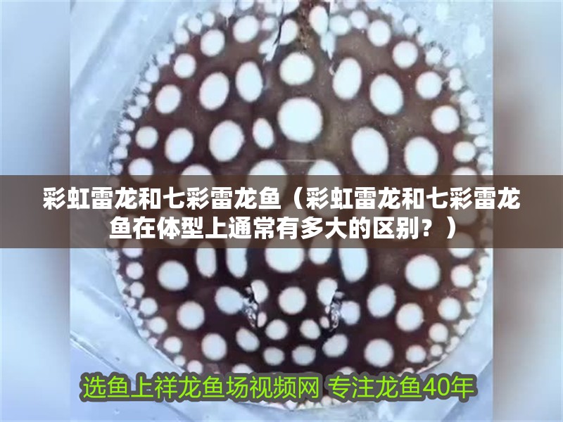 彩虹雷龍和七彩雷龍魚（彩虹雷龍和七彩雷龍魚在體型上通常有多大的區別？）