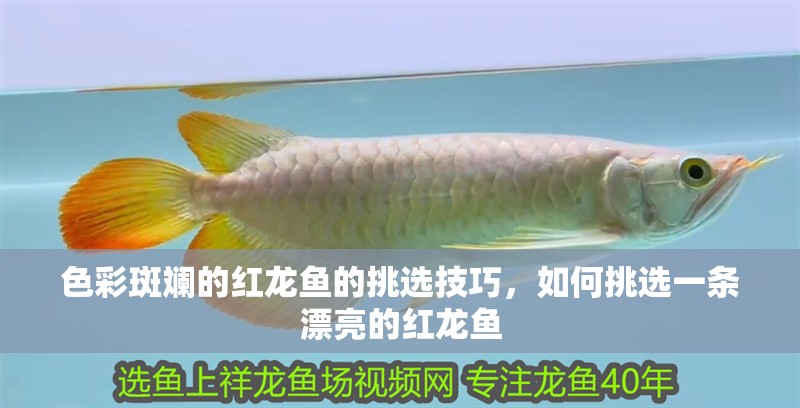 色彩斑斕的紅龍魚(yú)的挑選技巧，如何挑選一條漂亮的紅龍魚(yú)