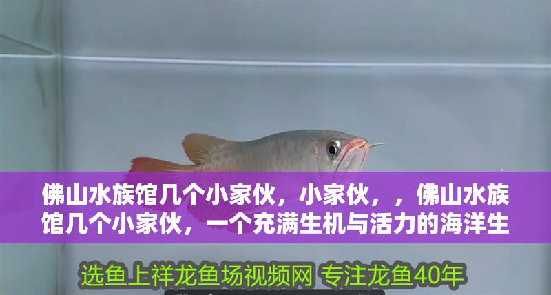 佛山水族館幾個(gè)小家伙，小家伙，，佛山水族館幾個(gè)小家伙，一個(gè)充滿生機(jī)與活力的海洋生物家園