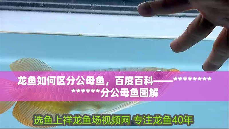 龍魚如何區分公母魚，百度百科——**************分公母魚圖解