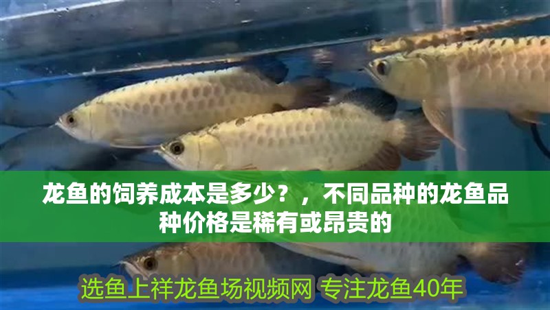 龍魚的飼養成本是多少？，不同品種的龍魚品種價格是稀有或昂貴的