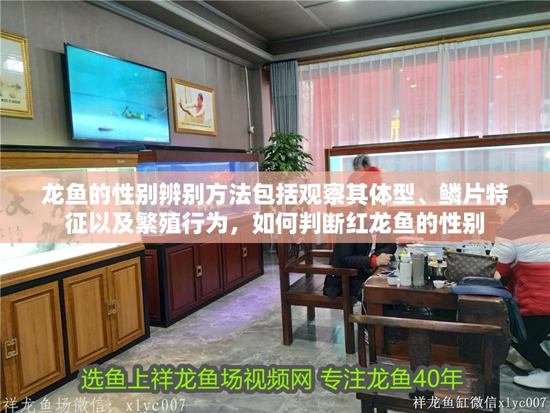 龍魚的性別辨別方法包括觀察其體型、鱗片特征以及繁殖行為，如何判斷紅龍魚的性別 龍魚的性別辨別方法包括觀察其體型、鱗片特征以及繁殖行為，如何判斷紅龍魚的性別 龍魚百科 第2張