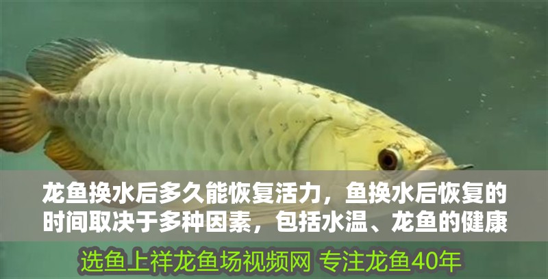 龍魚換水后多久能恢復(fù)活力，魚換水后恢復(fù)的時(shí)間取決于多種因素，包括水溫、龍魚的健康狀況以及換水的頻率