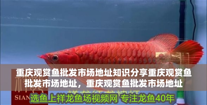 重慶觀賞魚批發(fā)市場地址知識(shí)分享重慶觀賞魚批發(fā)市場地址，重慶觀賞魚批發(fā)市場地址