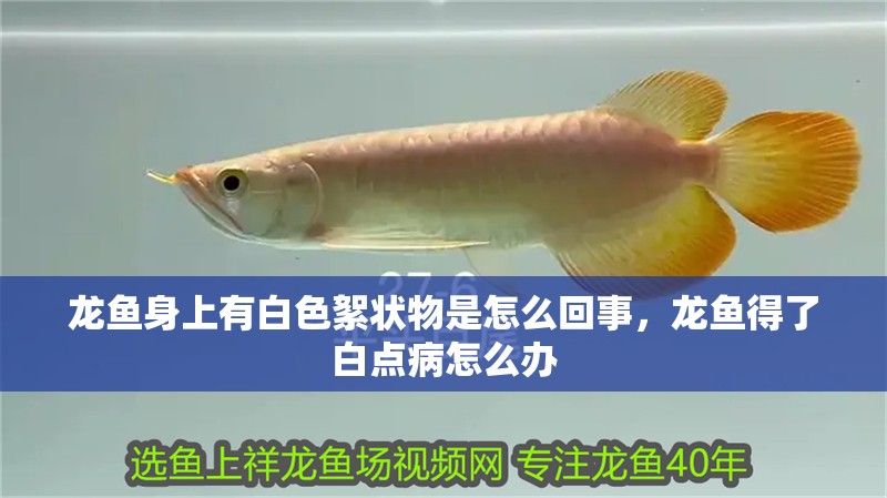 龍魚身上有白色絮狀物是怎么回事，龍魚得了白點病怎么辦
