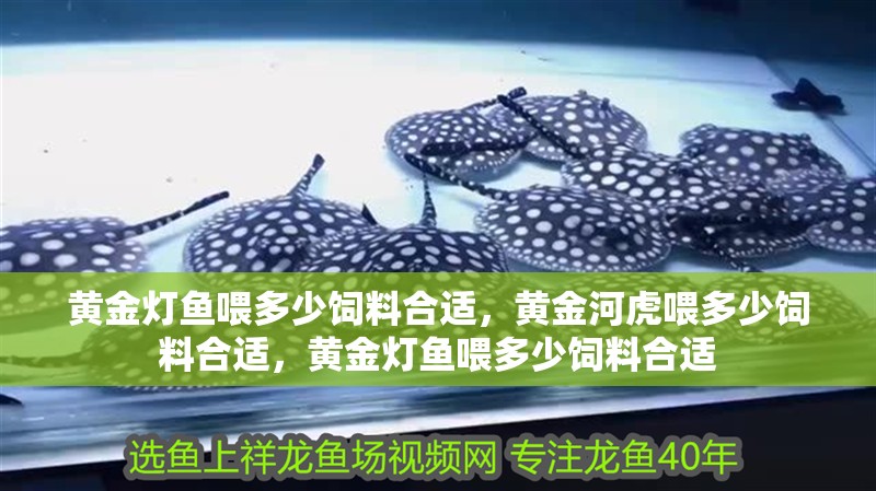 黃金燈魚喂多少飼料合適，黃金河虎喂多少飼料合適，黃金燈魚喂多少飼料合適
