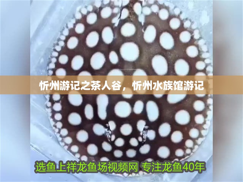 忻州游記之茶人谷，忻州水族館游記