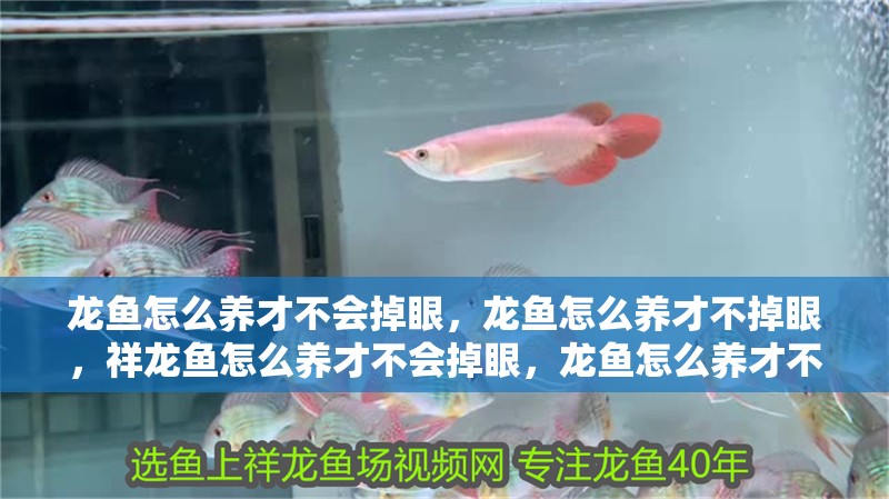 龍魚怎么養(yǎng)才不會掉眼，龍魚怎么養(yǎng)才不掉眼，祥龍魚怎么養(yǎng)才不會掉眼，龍魚怎么養(yǎng)才不會掉眼，龍魚怎么養(yǎng)才不掉眼