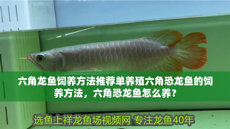 六角龍魚飼養方法推薦單養殖六角恐龍魚的飼養方法,六角恐龍魚怎么養? 觀賞魚百科 第2張 六角龍魚飼養方法推薦單養殖六角恐龍魚的飼養方法,六角恐龍魚怎么養? 六角龍魚飼養方法推薦單養殖六角恐龍魚的飼養方法,六角恐龍魚怎么養? 觀賞魚百科 第2張
