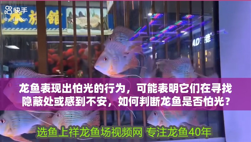 龍魚表現出怕光的行為，可能表明它們在尋找隱蔽處或感到不安，如何判斷龍魚是否怕光？