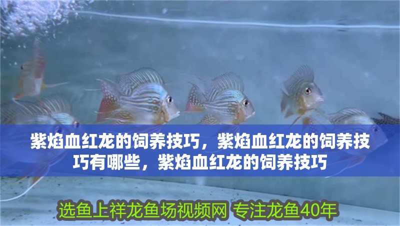 紫焰血紅龍的飼養(yǎng)技巧，紫焰血紅龍的飼養(yǎng)技巧有哪些，紫焰血紅龍的飼養(yǎng)技巧