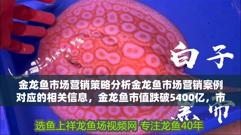金龍魚市場營銷策略分析金龍魚市場營銷案例對應的相關信息，金龍魚市值跌破5400億，市值一度比肩“當紅炸子雞”比亞迪