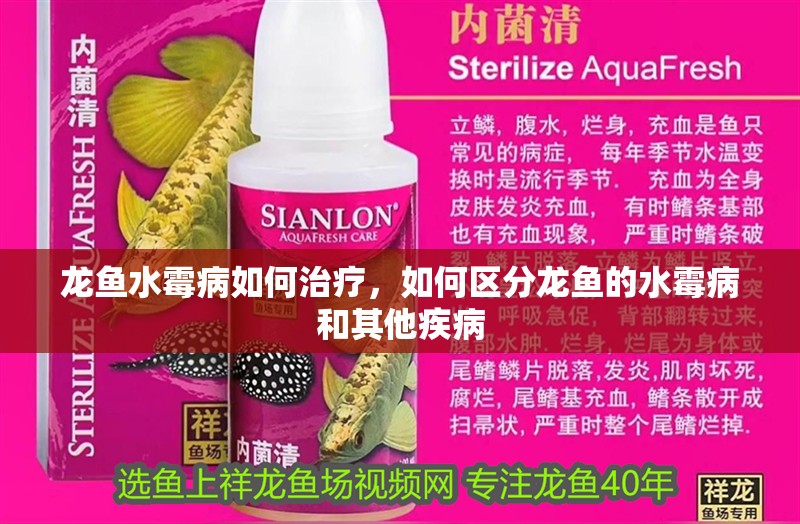 龍魚(yú)水霉病如何治療，如何區(qū)分龍魚(yú)的水霉病和其他疾病