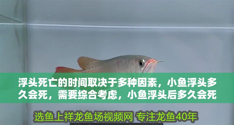浮頭死亡的時(shí)間取決于多種因素，小魚浮頭多久會(huì)死，需要綜合考慮，小魚浮頭后多久會(huì)死 浮頭死亡的時(shí)間取決于多種因素，小魚浮頭多久會(huì)死，需要綜合考慮，小魚浮頭后多久會(huì)死 龍魚百科