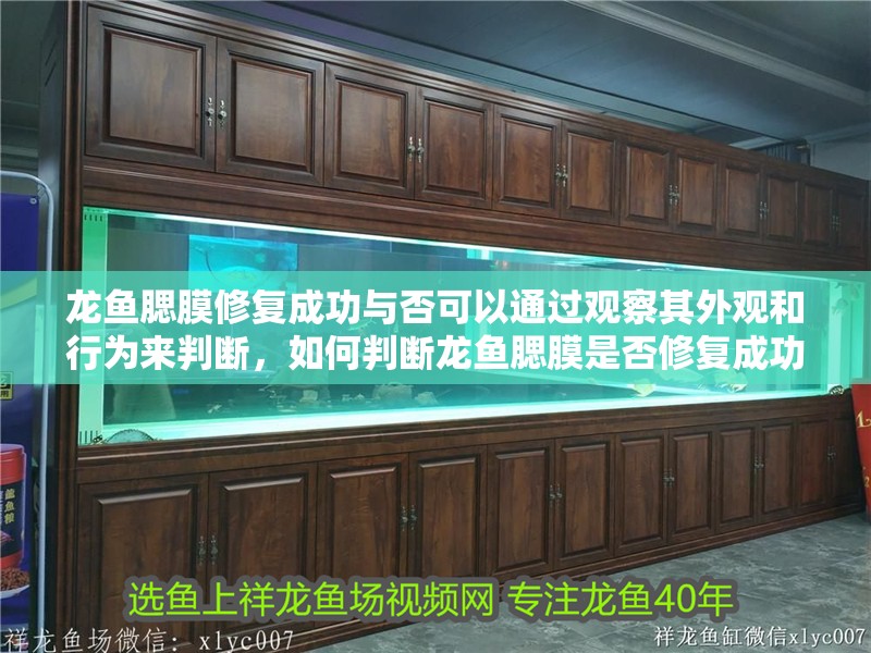 龍魚腮膜修復成功與否可以通過觀察其外觀和行為來判斷，如何判斷龍魚腮膜是否修復成功 龍魚腮膜修復成功與否可以通過觀察其外觀和行為來判斷，如何判斷龍魚腮膜是否修復成功 龍魚百科