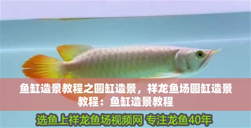 魚缸造景教程之圓缸造景，祥龍魚場(chǎng)圓缸造景教程：魚缸造景教程