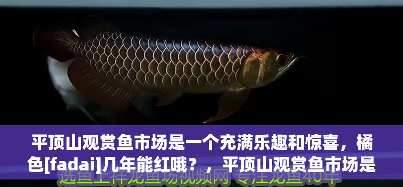 平頂山觀賞魚市場是一個充滿樂趣和驚喜，橘色[fadai]幾年能紅哦？，平頂山觀賞魚市場是一個專門展示和銷售各種觀賞魚類的場所