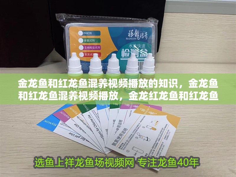 金龍魚(yú)和紅龍魚(yú)混養(yǎng)視頻播放的知識(shí)，金龍魚(yú)和紅龍魚(yú)混養(yǎng)視頻播放，金龍紅龍魚(yú)和紅龍魚(yú)混養(yǎng)視頻播放的知識(shí)