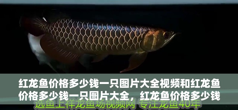 紅龍魚(yú)價(jià)格多少錢(qián)一只圖片大全視頻和紅龍魚(yú)價(jià)格多少錢(qián)一只圖片大全，紅龍魚(yú)價(jià)格多少錢(qián)一只