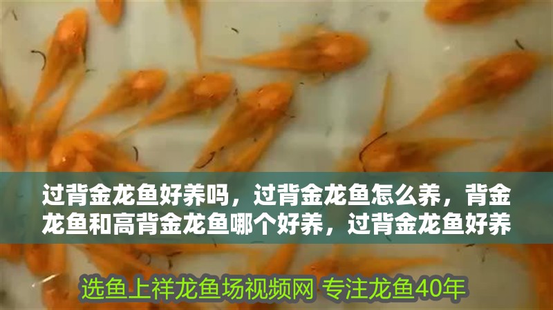 過背金龍魚好養(yǎng)嗎，過背金龍魚怎么養(yǎng)，背金龍魚和高背金龍魚哪個(gè)好養(yǎng)，過背金龍魚好養(yǎng)嗎