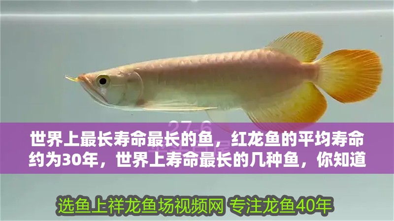 世界上最長壽命最長的魚，紅龍魚的平均壽命約為30年，世界上壽命最長的幾種魚，你知道幾種？