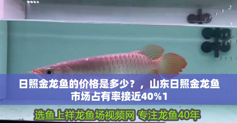 日照金龍魚(yú)的價(jià)格是多少？，山東日照金龍魚(yú)市場(chǎng)占有率接近40%1