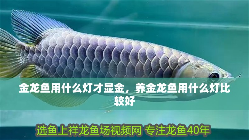 金龍魚用什么燈才顯金，養(yǎng)金龍魚用什么燈比較好