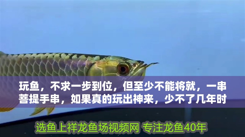 玩魚，不求一步到位，但至少不能將就，一串菩提手串，如果真的玩出神來，少不了幾年時間 玩魚，不求一步到位，但至少不能將就，一串菩提手串，如果真的玩出神來，少不了幾年時間 觀賞魚百科 第2張