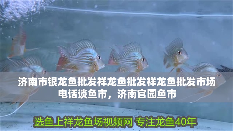 濟南市銀龍魚批發祥龍魚批發祥龍魚批發市場電話談魚市，濟南官園魚市
