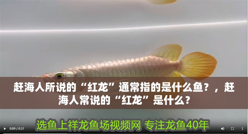 趕海人所說的“紅龍”通常指的是什么魚？，趕海人常說的“紅龍”是什么？