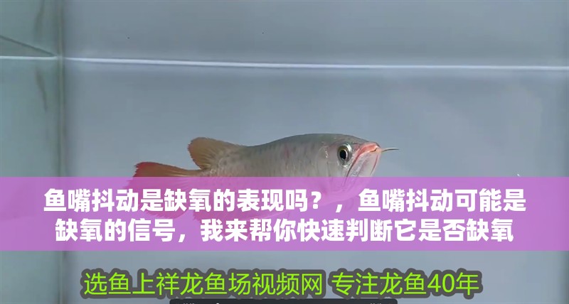 魚嘴抖動是缺氧的表現嗎？，魚嘴抖動可能是缺氧的信號，我來幫你快速判斷它是否缺氧
