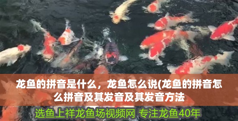 魚鰓白點病的治療方法，探究魚鰓白點的有效治療方法